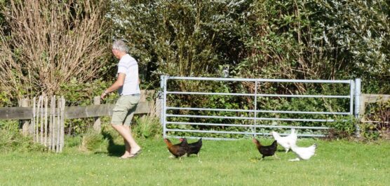 Liberte aan zee kippen tuin